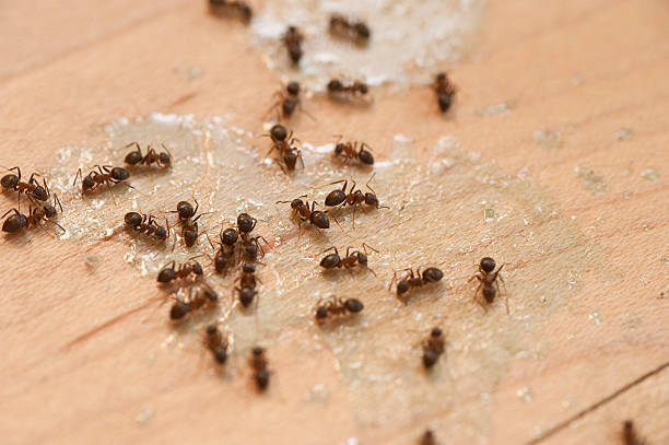 Nashotah, WI Pest Control Company